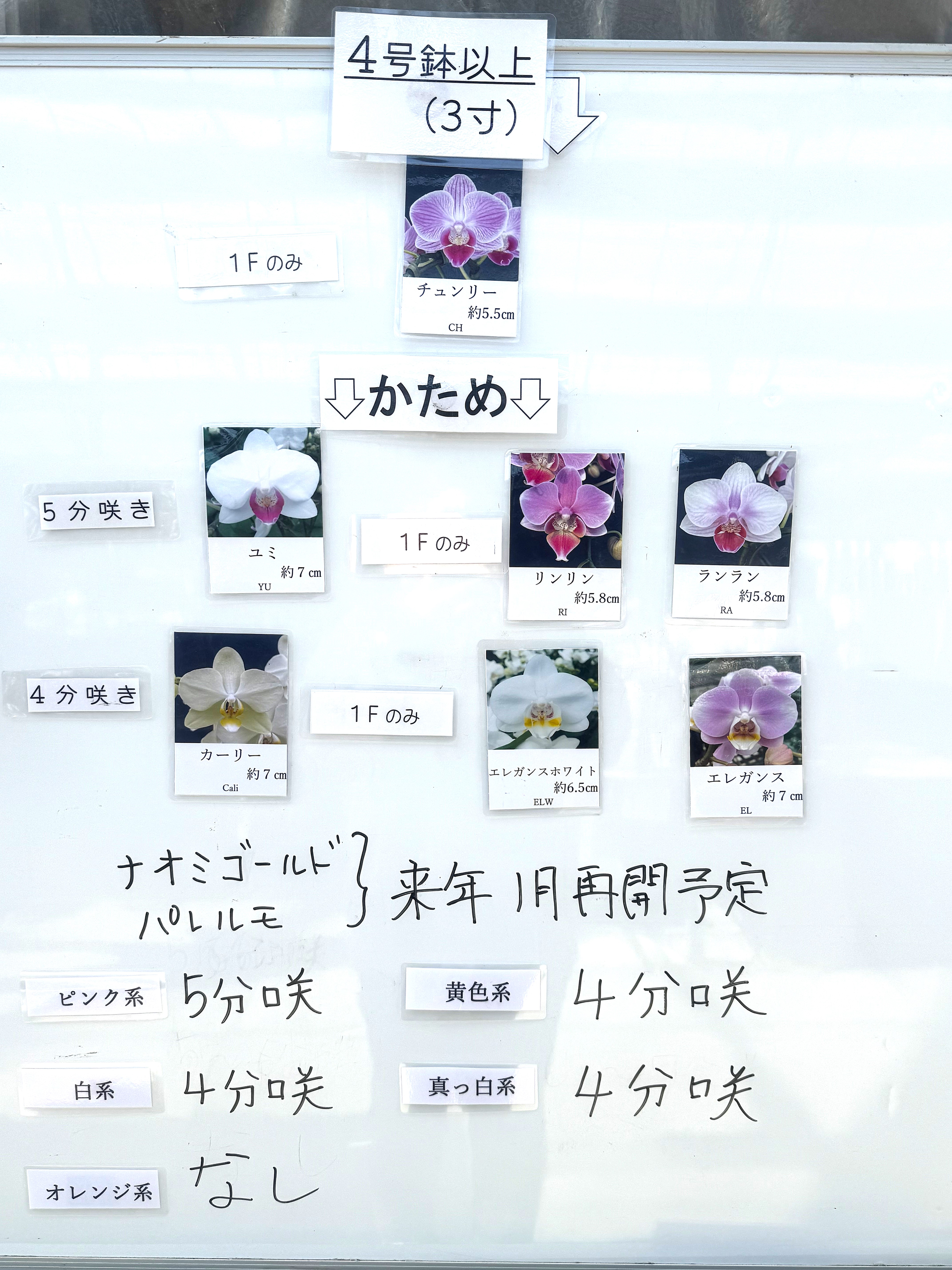 椎名洋ラン園 / ランラン 6.5号5本立ち