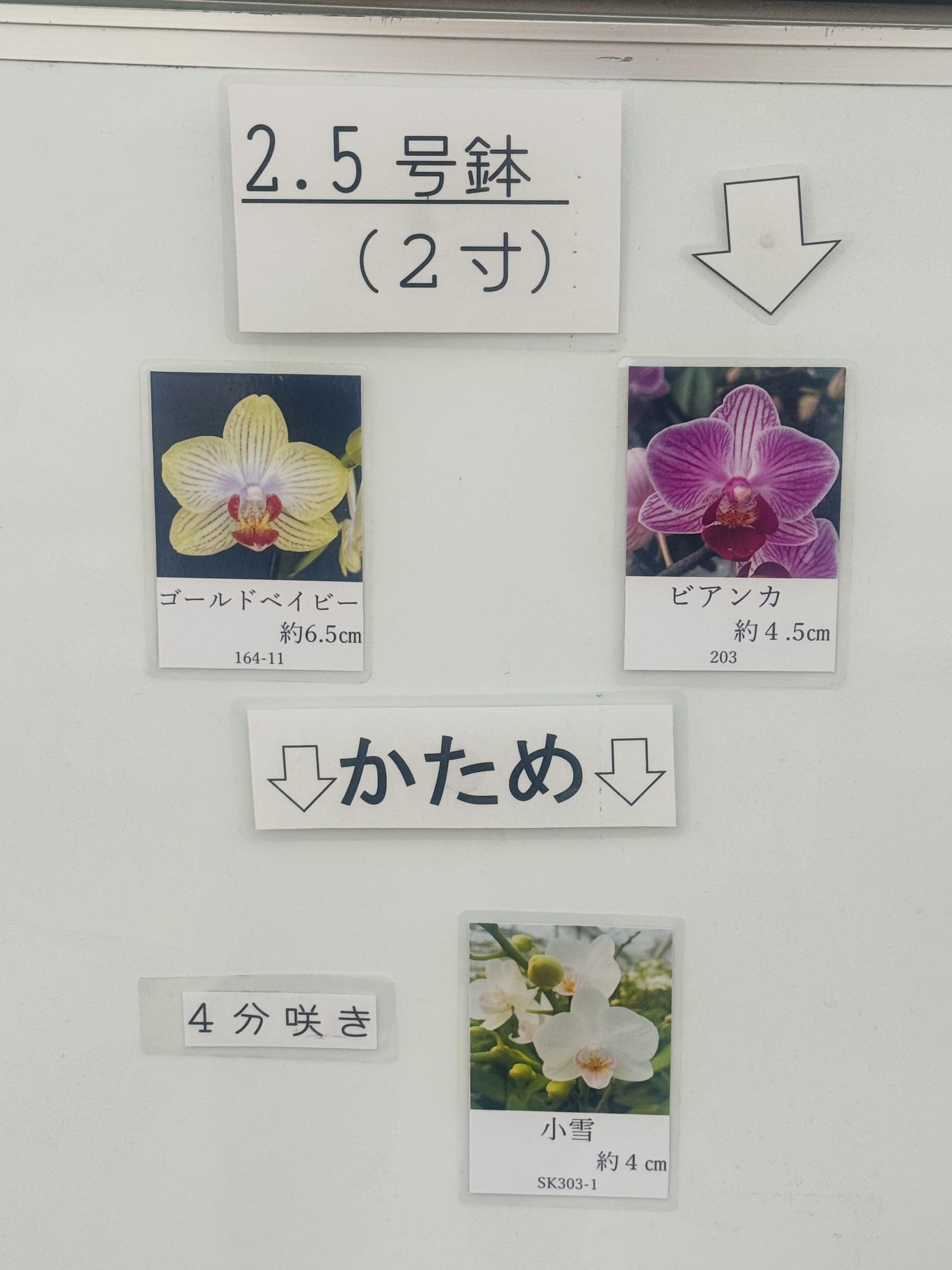 椎名洋ラン園 / お取り分けできる胡蝶蘭 シェアオーキッド MIX