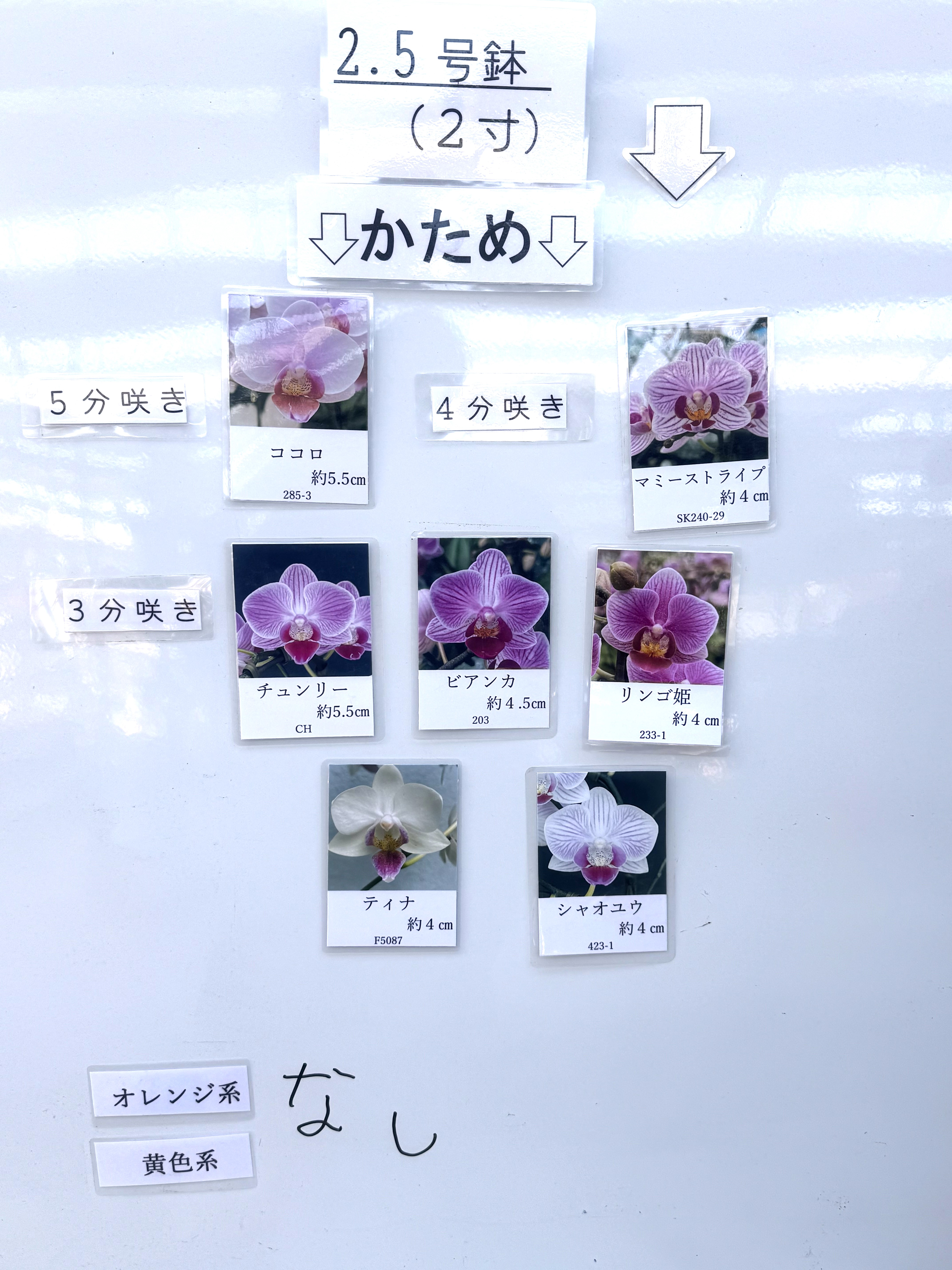 リランラン15枚 ミディ胡蝶蘭「ランラン」3本立ちスクエア鉢 | 花・花束を贈るなら第一