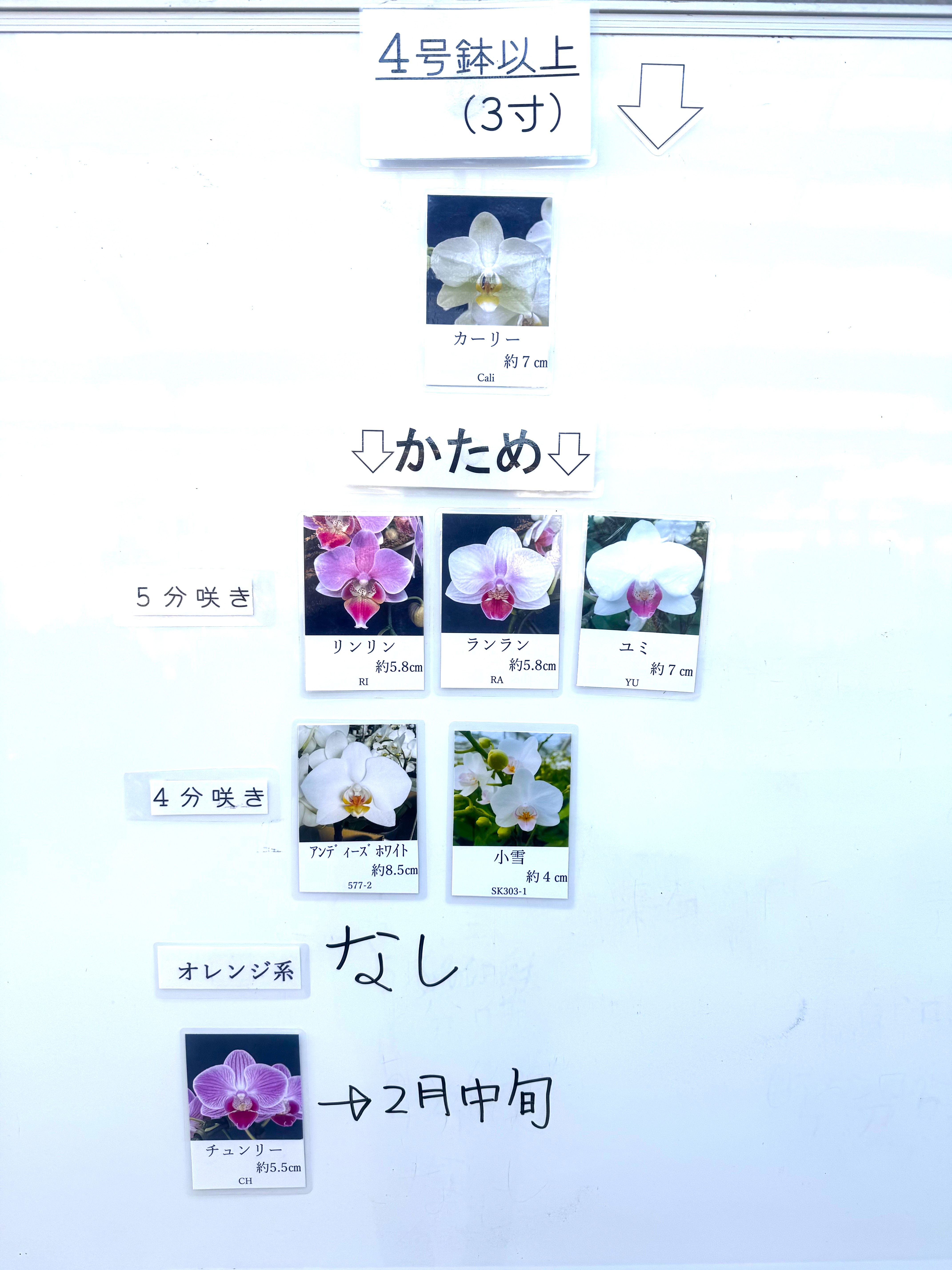 椎名洋ラン園 / ランラン 6.5号5本立ち