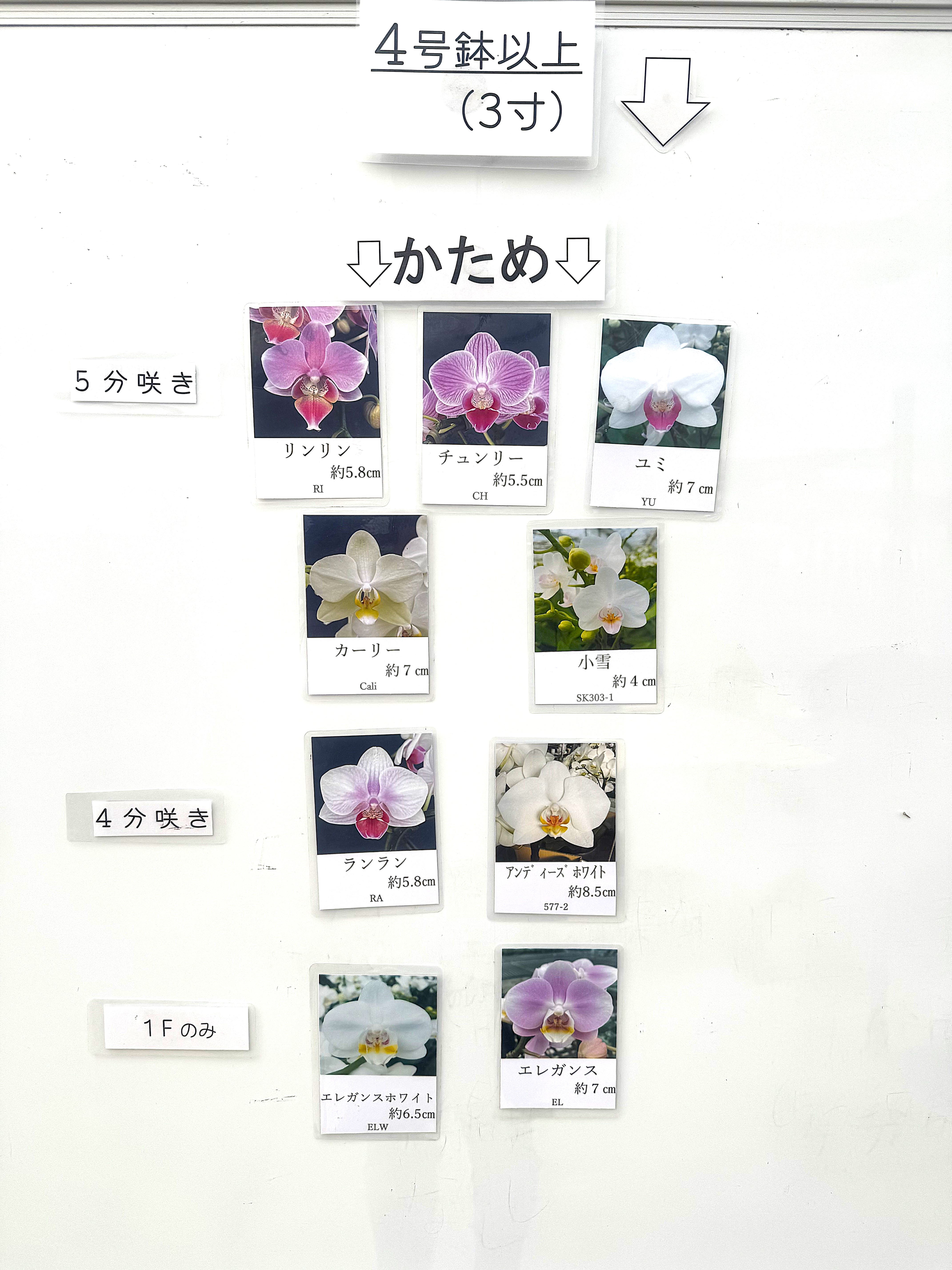 花譜　冊子　３点 楽天市場】さくら ブッセの通販