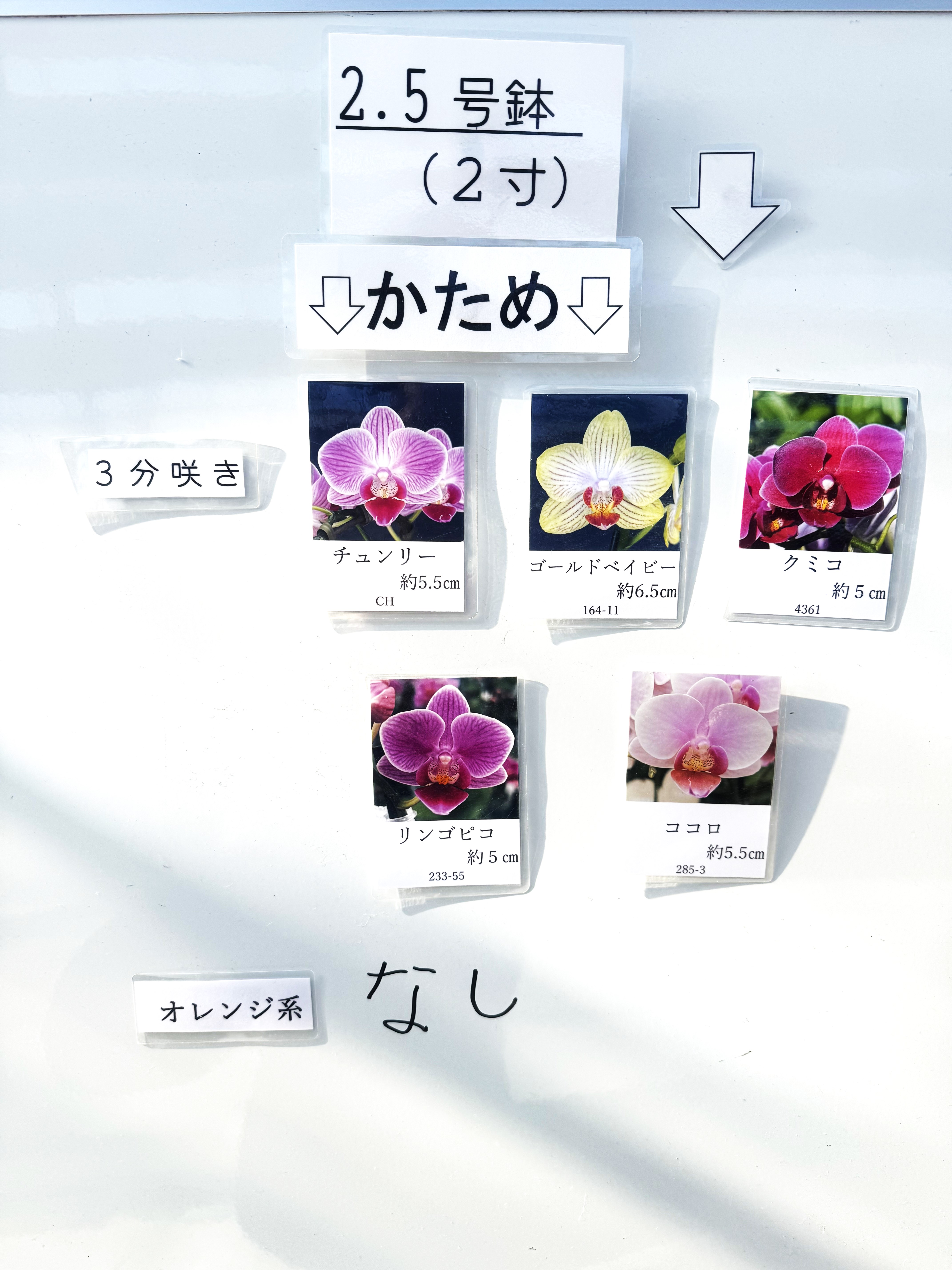 椎名洋ラン園 / TOPページ