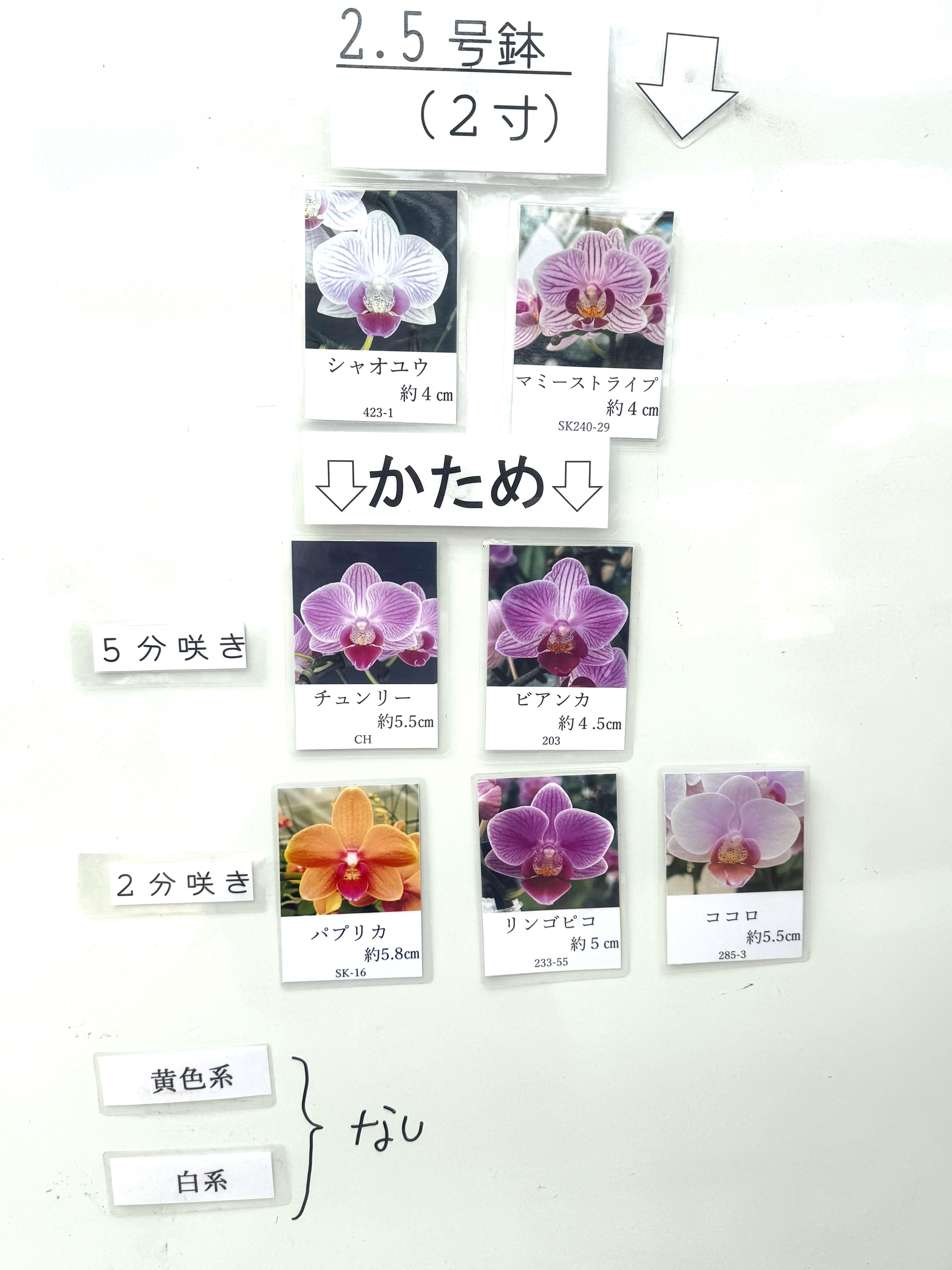 椎名洋ラン園 / ランラン 6.5号5本立ち