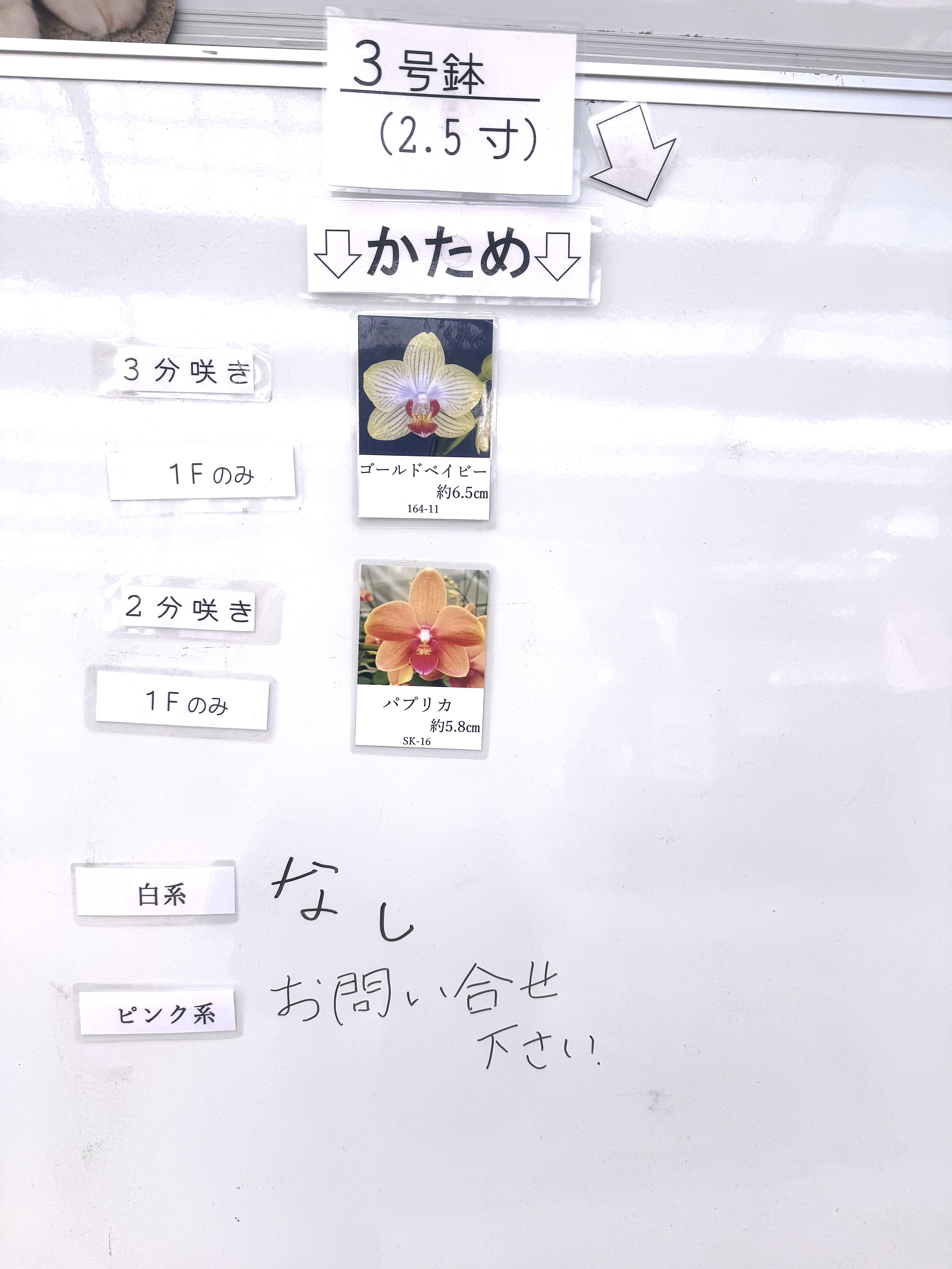 椎名洋ラン園 / リンリン タンブラースリム 3号1本立ち