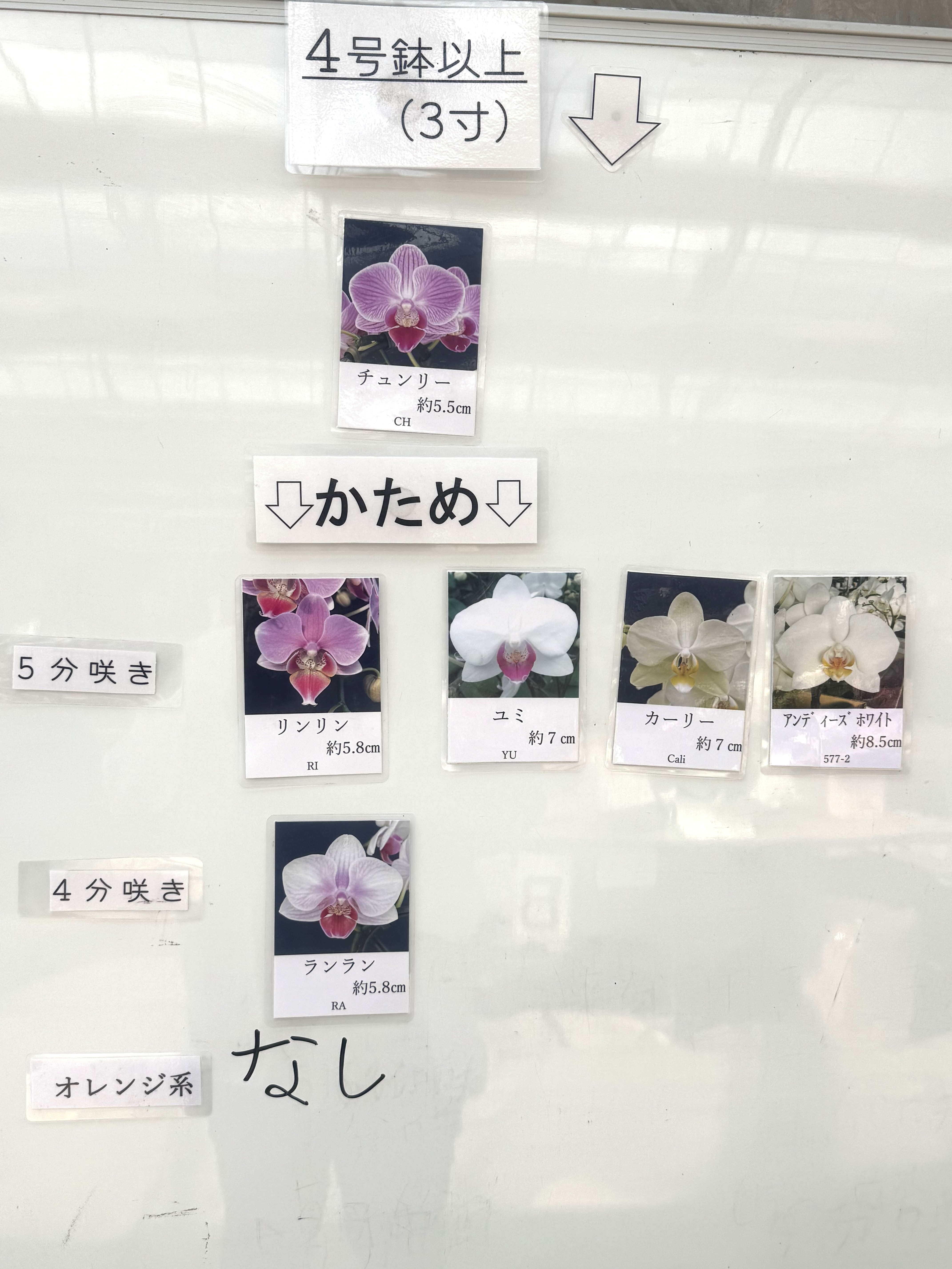 椎名洋ラン園 / リンリン タンブラースリム 3号1本立ち